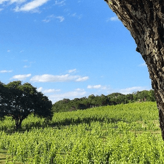 Wine Tour Experience 5